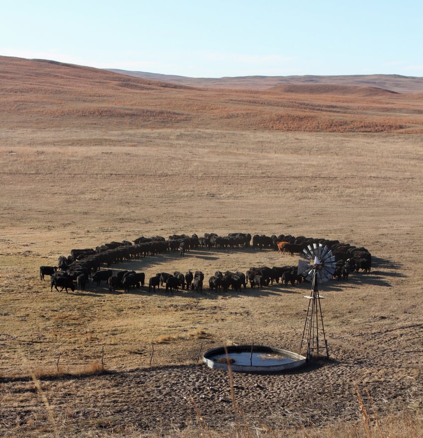  Providing a protein supplement to late gestation cows grazing dormant range is usually sufficient to maintain cow performance.  Photo courtesy of Troy Walz.