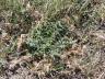Familiarize yourself with the declared noxious weeds for your area.  Photo courtesy of Troy Walz.
