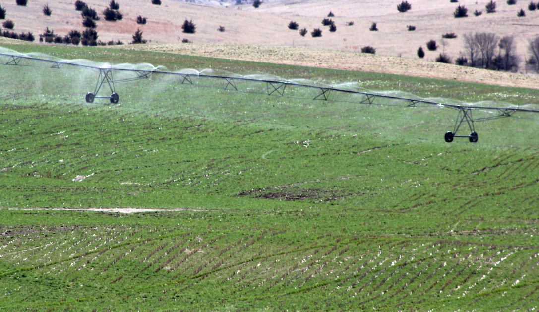 To maximize grazing from small grain pastures, wait until grass is 4 to 8 inches tall before starting to graze.  Photo courtesy of Troy Walz.