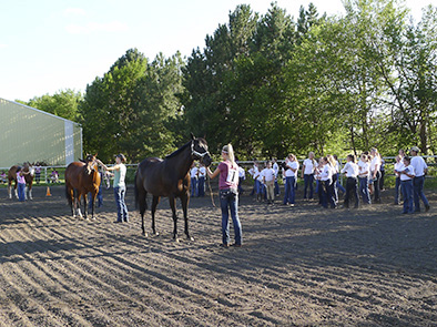 The horse judging contest may consist of four classes of four horses, two halter and two performance, to be judged by 4-H members in the elementary, junior and senior age divisions.