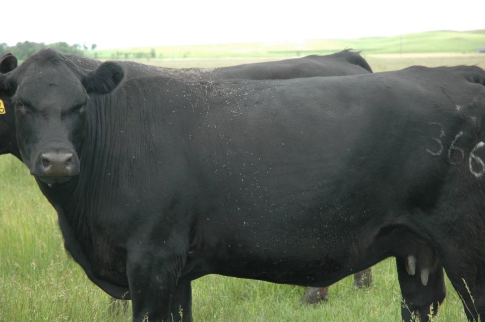 Horn flies on a cow.  Photo courtesy of Dave Boxler.