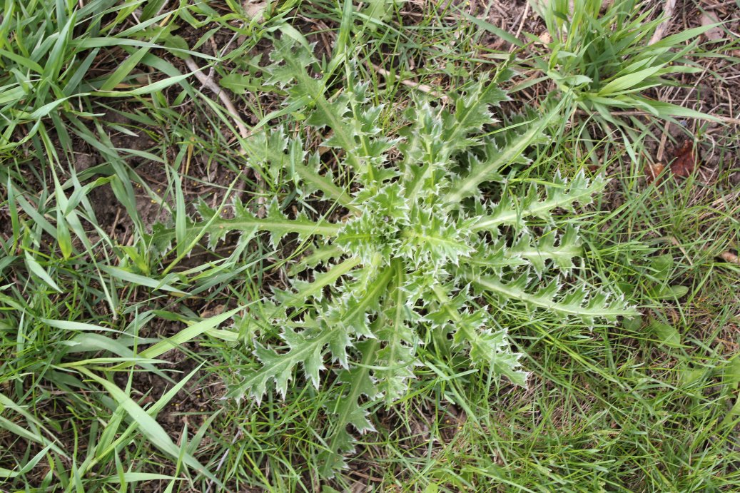 The rosette growth form is the ideal stage for controlling musk thistles this spring.  Photo courtesy of Troy Walz.
