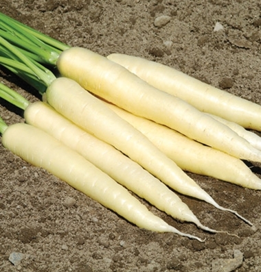 White Satin Carrot photo courtesy of Johnny’s Select Seeds, Johnnyseeds.com.