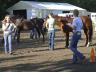 The horse judging contest may consist of four classes of four horses, two halter and two performance, to be judged by 4-H members in the elementary, junior and senior age divisions. 