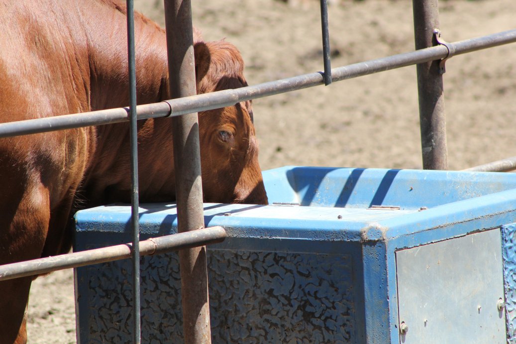 The water required by cattle in hot weather doubles from 12 to 15 gallons per head to 24 to 30 gallons per head.  Photo courtesy of Troy Walz.