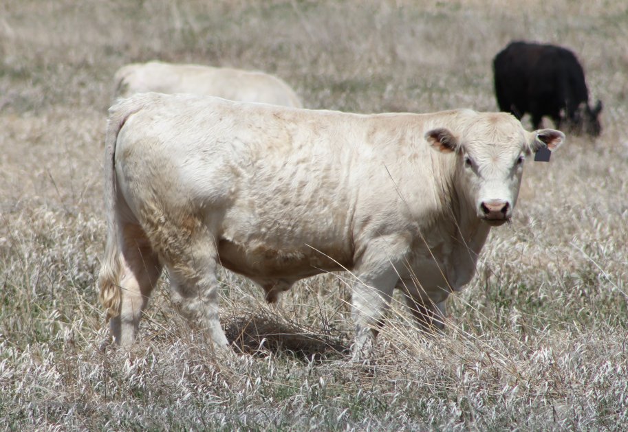 Bull price is one of the factors that can potentially alter breeding costs.  Photo courtesy of Troy Walz.