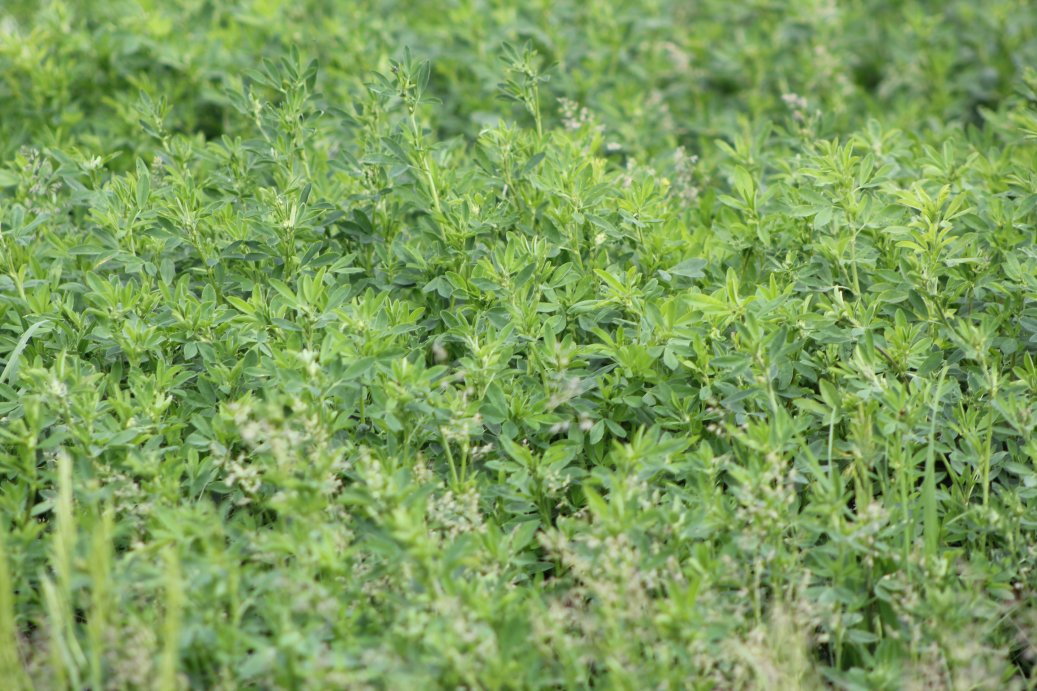Have you harvested your first cutting of alfalfa yet? Photo courtesy of Troy Walz.