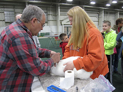 Pictured is a rabbit being tattooed during Lancaster County 4-H's Spring Rabbit Show in March.