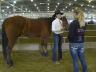 The levels of advancement in the 4-H Horse Project are designed to serve as guides for instruction and evaluation each members progress. The correct handling of horses is emphasized from the beginning level to the most advanced level.