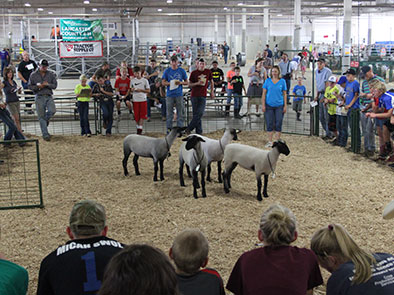 4-H/FFA members can try their hand at judging beef, sheep, swine and meat goats at the Livestock Judging Contest at Lancaster County Super Fair.