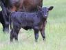 As summer progresses, producers should be on the lookout for summer calf pneumonia.  Photo courtesy of Troy Walz.