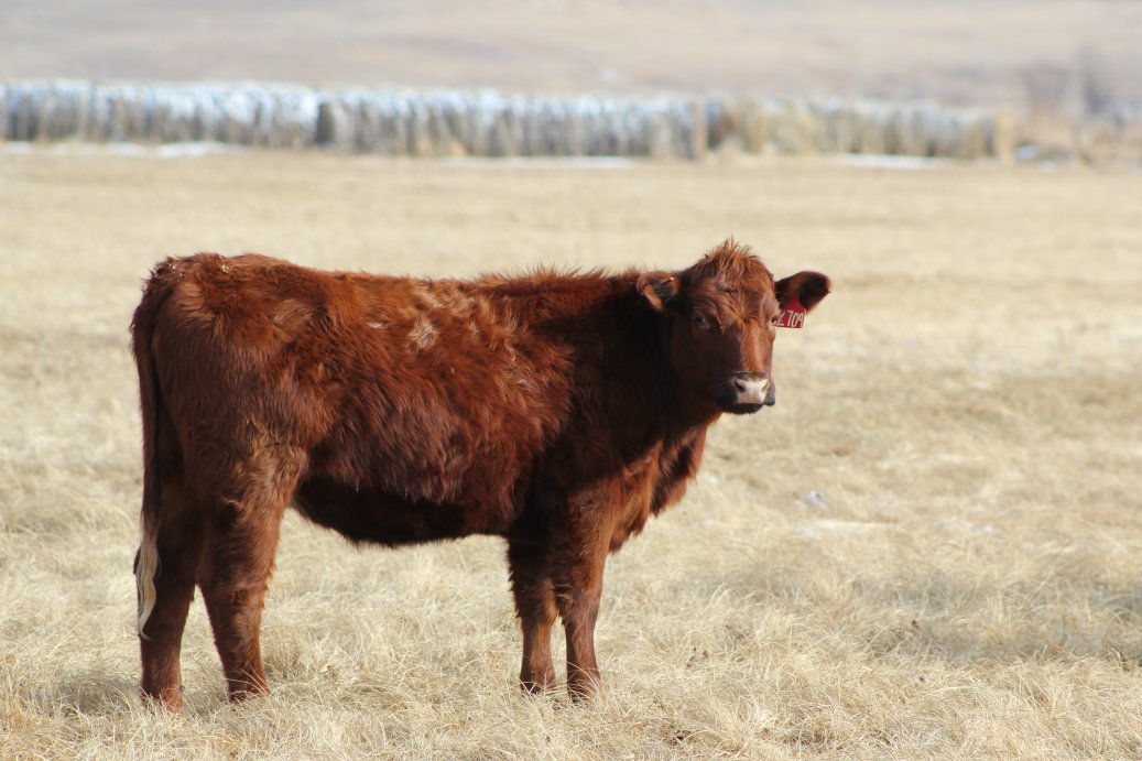 If you are selling a replacement heifer or cow, you need to determine the target age, as well as whether she will be open or pregnant at time of sale.  Photo courtesy of Troy Walz.
