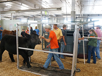Market beef and breeding heifers check-in separately. Market beef are 10–11 a.m., breeding beef are 11 a.m.–12 noon on Thursday, July 30.