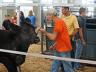 Market beef and breeding heifers check-in separately. Market beef are 10–11 a.m., breeding beef are 11 a.m.–12 noon on Thursday, July 30.