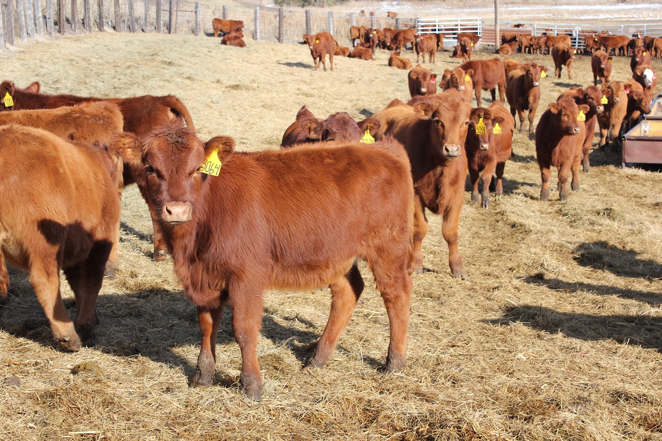 Separating calves from their dams causes behavioral changes that lead to stress. Photo courtesy of Troy Walz.