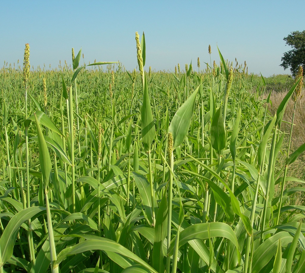 Warm-season grasses thrive when the temperature is around 90 degrees.  Photo courtesy of Troy Walz