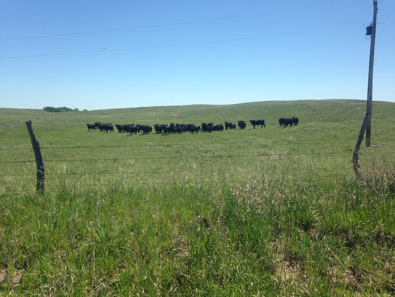 Price and market uncertainties pose a significant risk to cattle producers.  Photo courtesy of Jay Parsons.