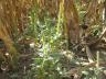 Herbicide-Resistant Palmer Amaranth