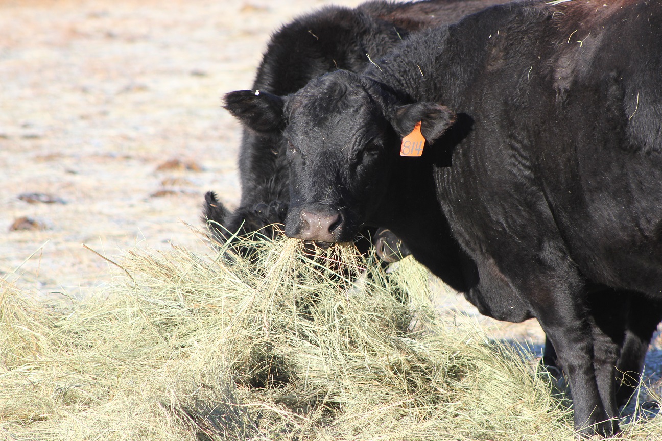 The Feed Cost Cow-Q-Lator is used to make a comparison of the costs of feeding a representative beef cow.  Photo courtesy of Troy Walz.