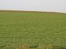 Fall alfalfa often produces the best quality forage of the year. Photo courtesy of Troy Walz.