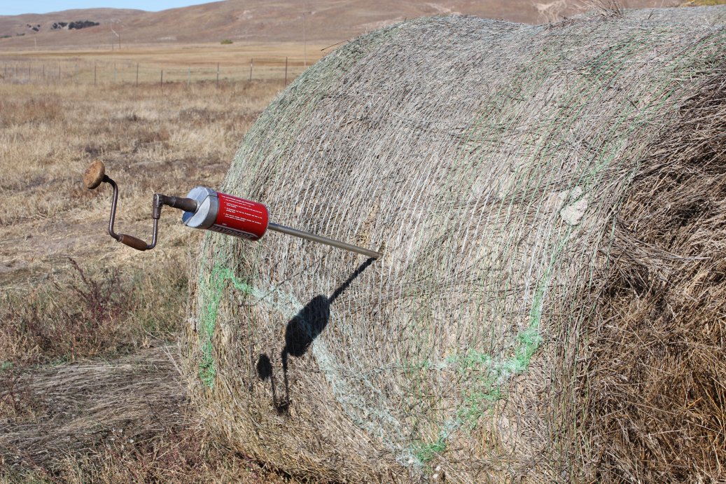 If your feed contains annual grasses or weeds that may accumulate nitrates, then test these feeds for nitrates. Photo courtesy of Troy Walz, Nebraska Extension Educator.