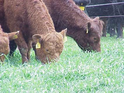 There are many questions about using cover crops as a grazed or mechanically harvested forage.  Photo courtesy of Daren Redfearn.