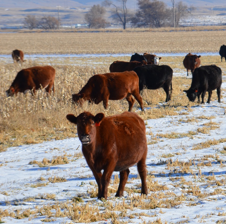There has been an increasing interest and utilization of remote medication delivery systems in the beef cattle industry.  Photo courtesy of Rob Eirich.