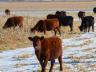 There has been an increasing interest and utilization of remote medication delivery systems in the beef cattle industry.