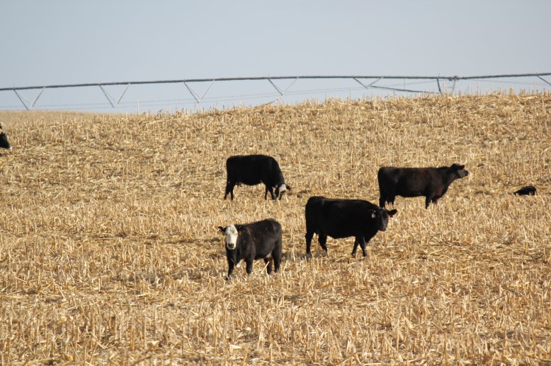 Cattle will select the grain and best quality forage first when initially turned into a field.  Photo courtesy of Troy Walz.