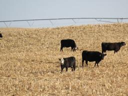 Cattle will select the grain and best quality forage first when initially turned into a field.  Photo courtesy of Troy Walz.