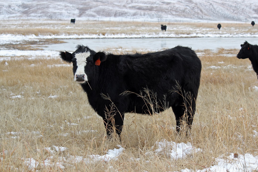 Fall and winter grazing on warm-season grasses is the least detrimental time to graze these species.  Photo courtesy of Troy Walz.