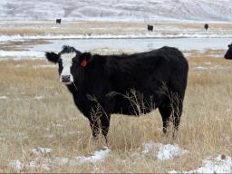 Fall and winter grazing on warm-season grasses is the least detrimental time to graze these species.  Photo courtesy of Troy Walz.