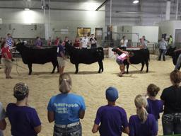 4-H Livestock Judging Contest at the 2015 Lancaster County Super Fair