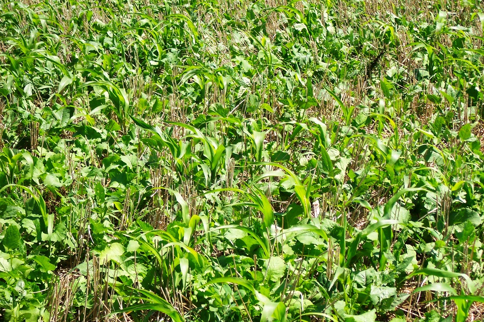 While there are many positives to incorporating forage cover crops into existing forage systems, differences in production, nutritional value, and animal gain exist.  Photo courtesy of Jerry Volesky.