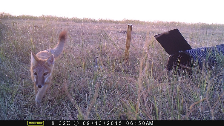 A swift fox as captured by a camera trap set up by researchers with the Nebraska Canid Project. (Courtesy photo) 