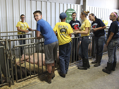 The highlight of 4-H year for the Pick-A-Pig club is the Lancaster County Super Fair, where members compete in the 4-H Swine Show and are completely responsible for feeding, watering, grooming, stall cleaning and herdsmanship of their pigs.