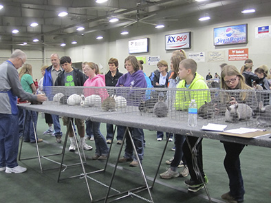 The 4-H Spring Rabbit Show is a great opportunity for youth to talk to other 4-H’ers about where to purchase a good rabbit for a 4-H project!