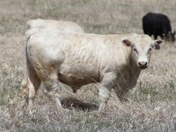 Bull costs can be a very significant expense to the cow-calf enterprise.  Photo courtesy of Troy Walz.