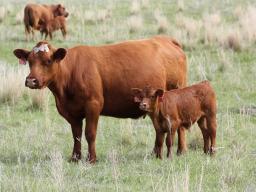 Nebraska cow-calf budgets now available online.  Photo courtesy of Troy Walz.