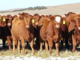 Replacement heifer selection can affect the profitability of your herd for years to come.  Photo courtesy of Troy Walz.