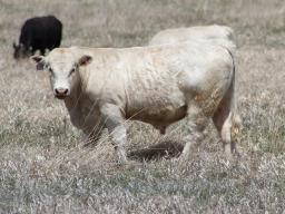A consideration to make prior to choosing a bull to female ratio is bull age.  Photo courtesy of Troy Walz.