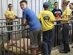 The highlight of 4-H year for the Pick-A-Pig club is the Lancaster County Super Fair, where members compete in the 4-H Swine Show and are completely responsible for feeding, watering, grooming, stall cleaning and herdsmanship of their pigs.