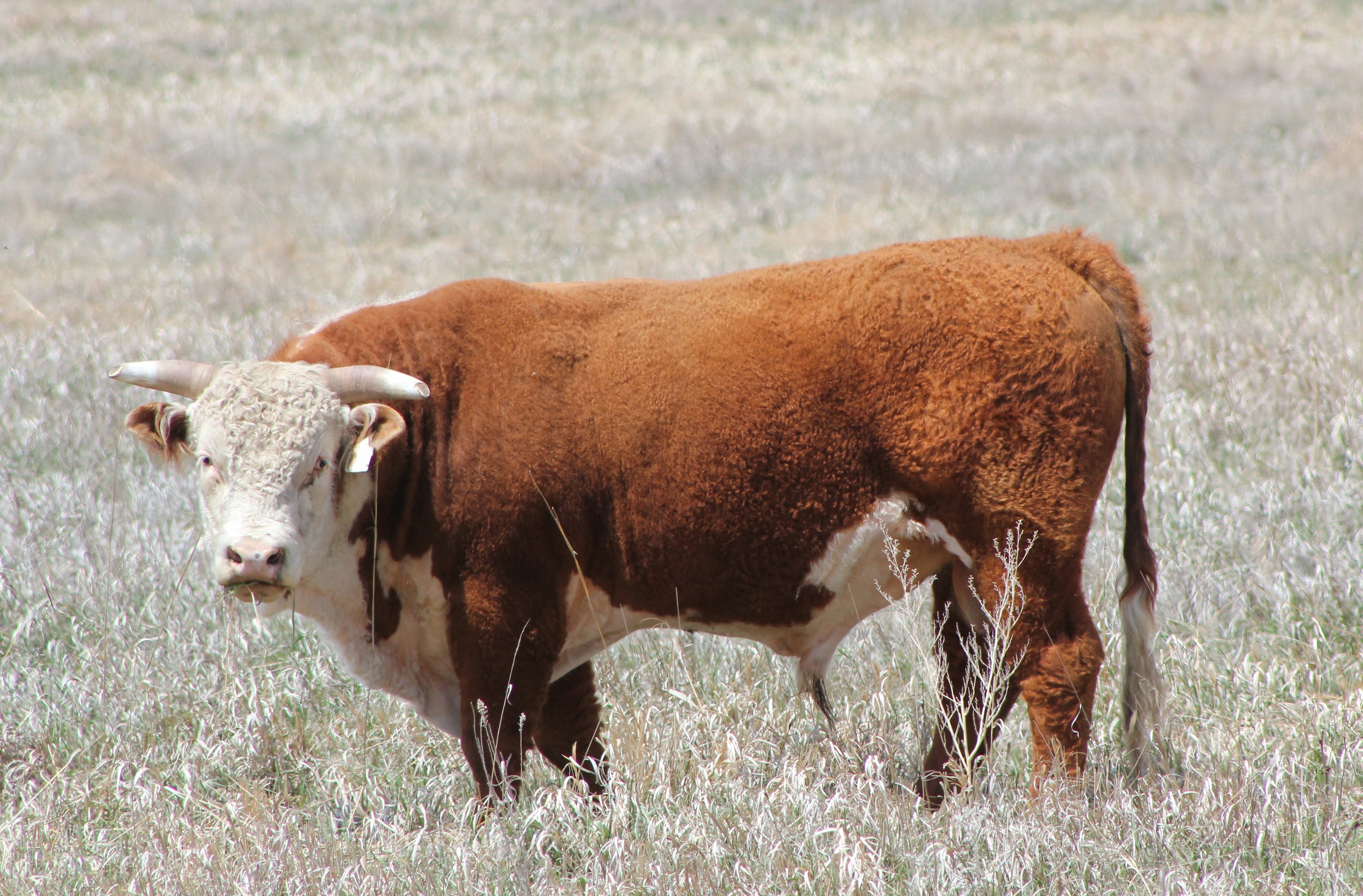 Choosing the right bull for your herd is a complex question involving many factors.  Photo courtesy of Troy Walz.