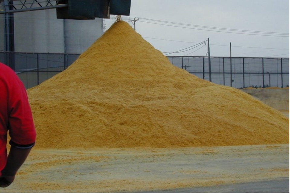 A change in the composition of distillers grains could affect the percent inclusion in the feedlot diet and the resulting cattle performance.  Photo courtesy of Troy Walz.