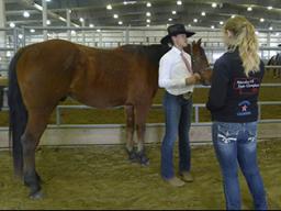 The levels of advancement in the 4-H Horse Project are designed to serve as guides for instruction and evaluation each members progress. The correct handling of horses is emphasized from the beginning level to the most advanced level.