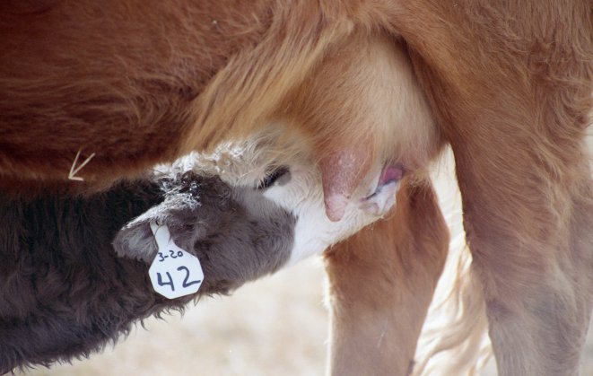  Antibodies in colostrum provide calves with their initial protection.  Photo courtesy of Troy Walz.