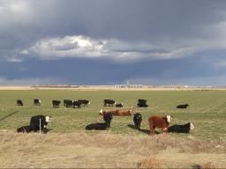 Small grain pastures can be an extremely useful resource.  Photo courtesy of Troy Walz.