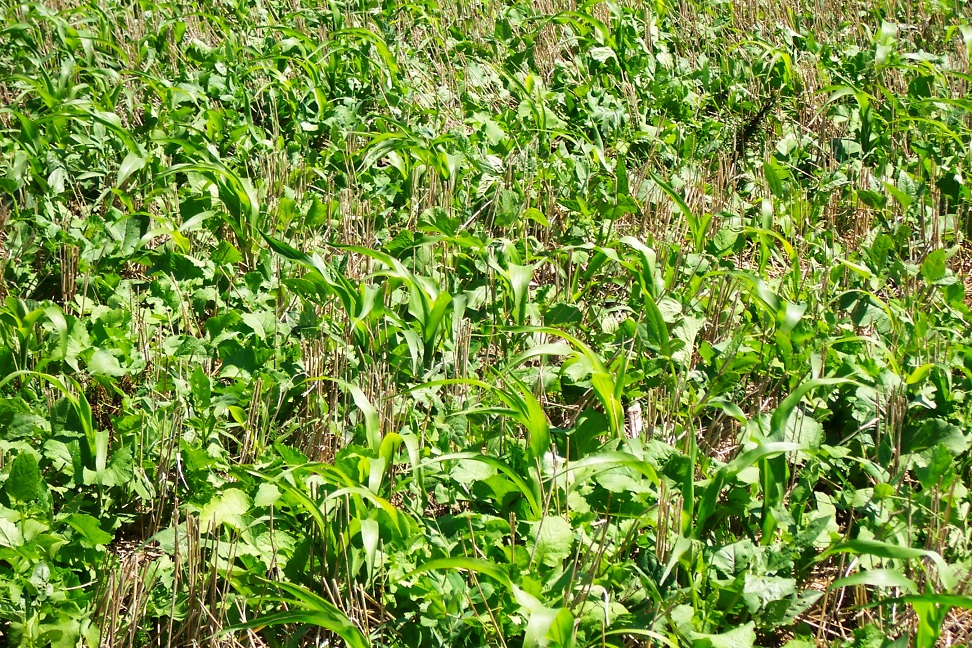 Cover crop adoption is continuing to increase throughout Nebraska.  Photo courtesy of Jerry Volesky.