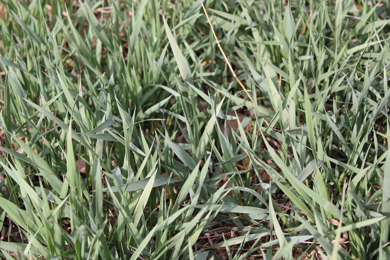 A summary of 10 years of research conducted on yearling cattle grazing bromegrass pastures in eastern Nebraska was conducted.  Photo courtesy of Troy Walz.