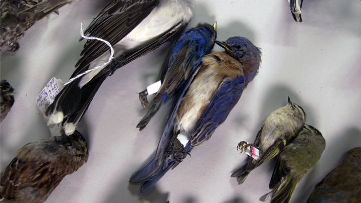 Birds killed by colliding with buildings are displayed at The Royal Ontario Museum and documented by FLAP.